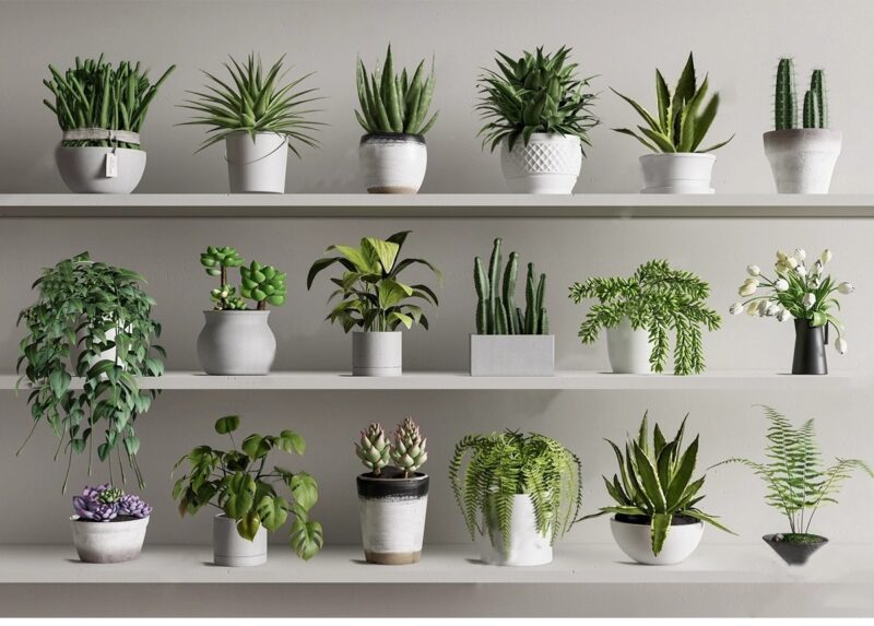 图片[5]-绿植植物花盆盆栽盆景松树单体草图大师SU模型室内花卉花草素材库-KK资源网