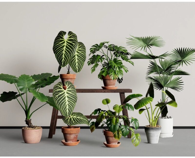 图片[7]-绿植植物花盆盆栽盆景松树单体草图大师SU模型室内花卉花草素材库-KK资源网
